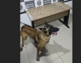 Drogas apreendidas em ação da Polícia Militar