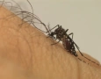 Mosquito Aedes aegypti