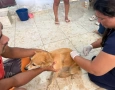 Mutirão de vacinação domiciliar