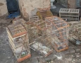 Apreensão de 21 aves silvestres