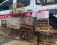 Aves silvestres apreendidas pela Polícia Militar em Santa Rita 