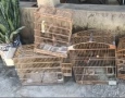 Aves silvestres apreendidas em Coremas, Condado e Cajazeiras