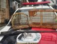 Aves silvestres e armas de fogo apreendidas em ação policial no município de Araçagi 