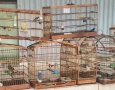 Aves silvestres apreendidas pela polícia militar em Belém 