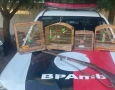 Aves silvestres apreendidas em Gurinhém 