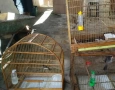 Aves silvestres apreendidas pela Polícia Militar em Campina Grande 