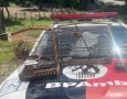 Aves silvestes e arma de fogo apreendidas pela polícia militar em Gurinhém