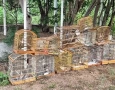 Aves silvestres apreendidas pela polícia militar em Sousa 