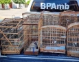 Aves silvestres apreendidas pela Polícia Militar em Sousa 