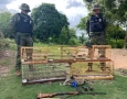Aves silvestres apreendidas pela Polícia Militar em Guarabira 