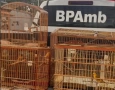 Aves silvestres apreendidas pela polícia militar em Santa Rita 