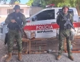 Aves silvestres apreendidas pela Polícia Militar em Juarez Távora 