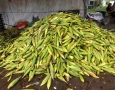 Feira do Milho da Empresa Paraibana de Abastecimento e Serviços Agrícolas (Empasa)