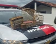 Aves silvestres apreendidas pela Polícia Militar em Gurinhém 