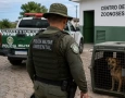 Cão resgatado em ocorrência de maus-tratos é encaminhado para atendimento especializado após ação da Polícia Ambiental.