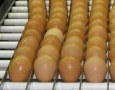 Consumo de ovos deve crescer 6% no Brasil e chegar a 307 por pessoa em 2026