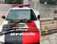 Apreensão de aves silvestres e armas de fogo