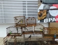 Aves silvestres e arma de fogo apreendidas em ação da Polícia Militar em Mamanguape 