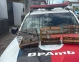Aves silvestres apreendidas pela Polícia Militar em Remígio 