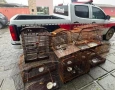 Aves silvestres apreendidas pela Polícia Militar no município de Pirpirituba, no Brejo paraibano