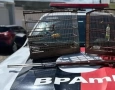 BPMA flagra cativeiro ilegal de animal silvestre e apreende espingarda