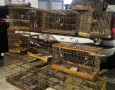 Aves silvestres apreendidas pela Polícia Ambiental em Guarabira 