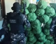 Apreensão de cerca de 430 kg de maconha