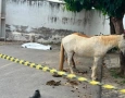 Morte de homem após ser arrastado por cavalo
