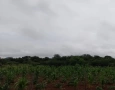 Alerta de vendaval para os 223 municípios da Paraíba