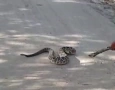 Imagem de uma cobra cascavel 
