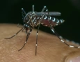 Alerta para prevenção contra arboviroses