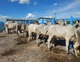 Encontro de Rastreabilidade Bovina