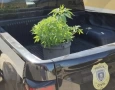 Pés de maconha apreendidos pela Polícia Civil no município de Água Branca, no Sertão paraibano.