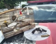 Ave silvestre e arma de fogo apreendidas pela Polícia Ambiental 