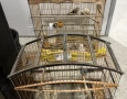 Resgate de três aves silvestres mantidas em cativeiro ilegal