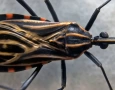 Barbeiro que causa doença de Chagas
