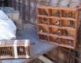 Aves silvestres apreendidas pela polícia militar ambiental em João Pessoa 